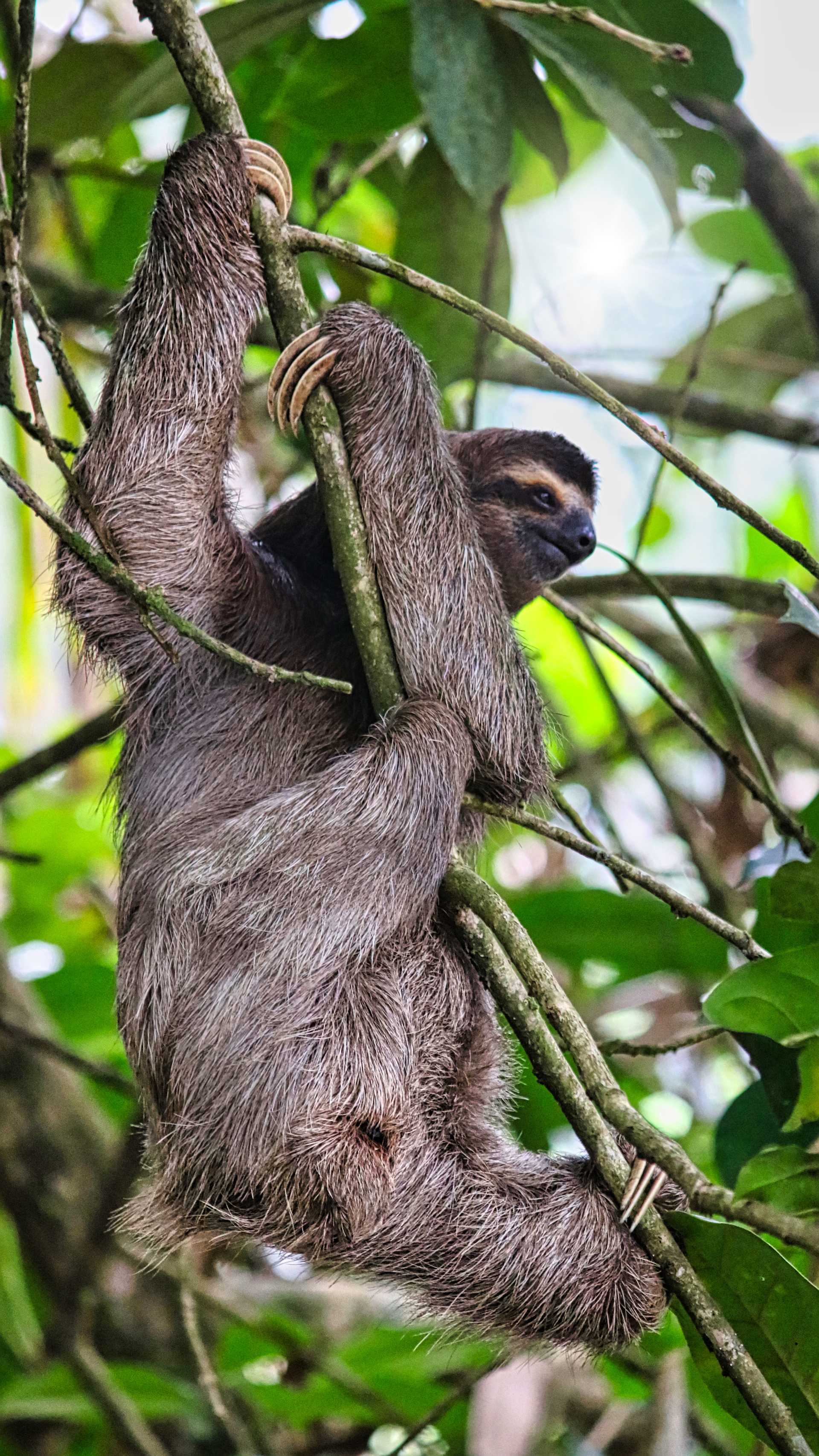 A sloth hanging from the branches of a tree