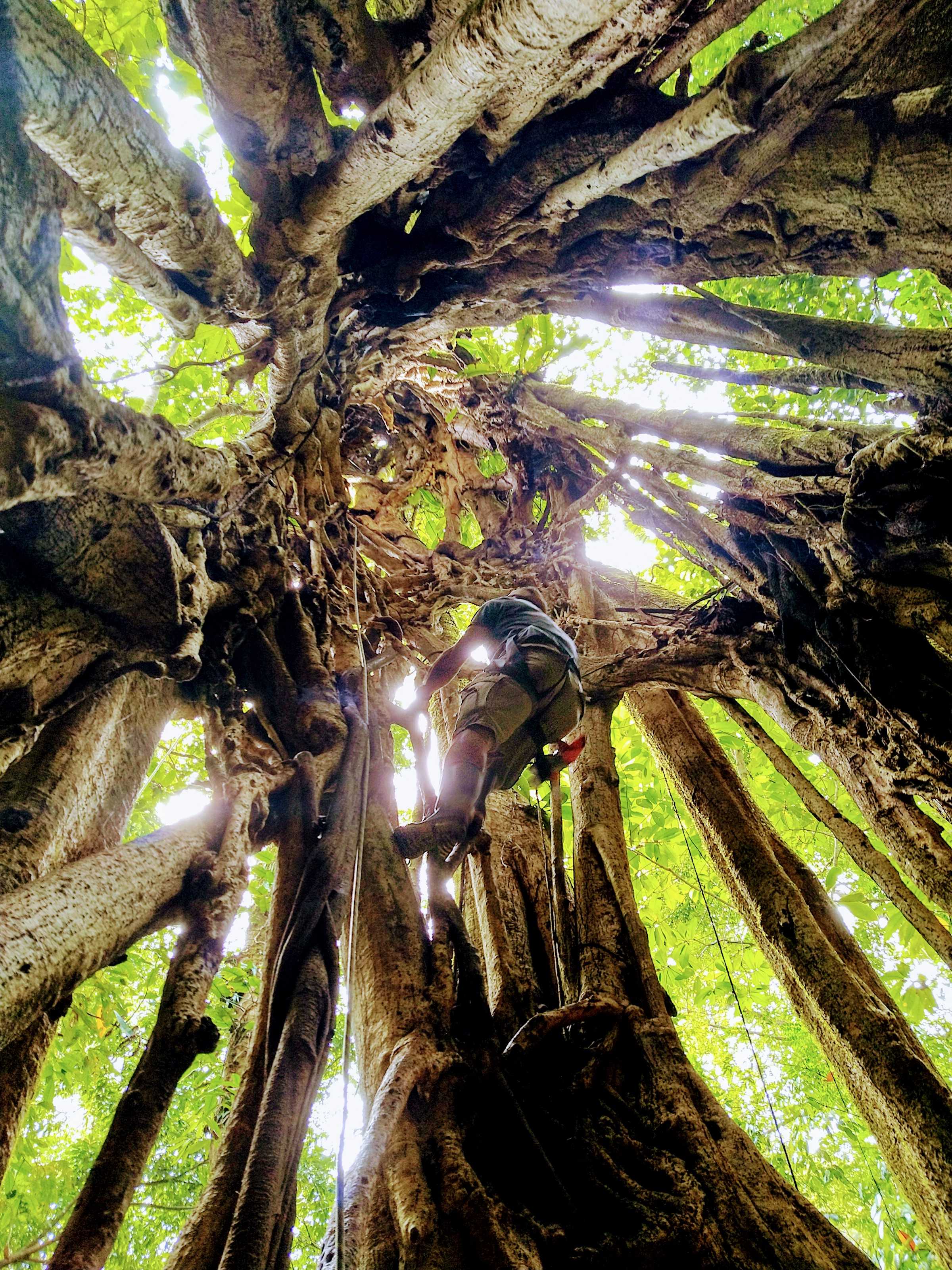 A man climbing a hollow tree