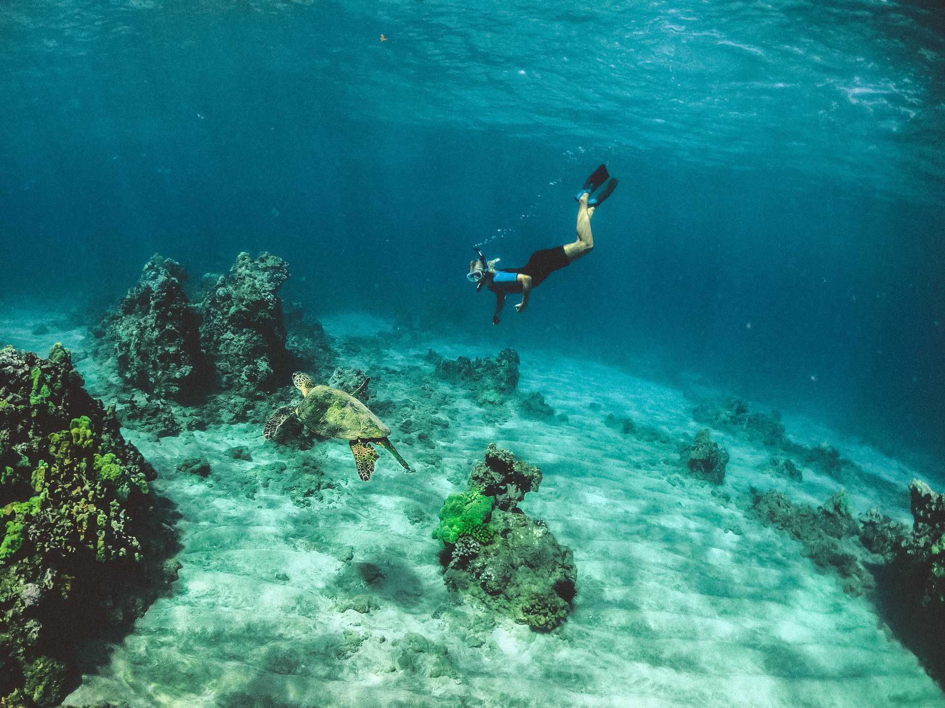 A person snorkeling with a turtle