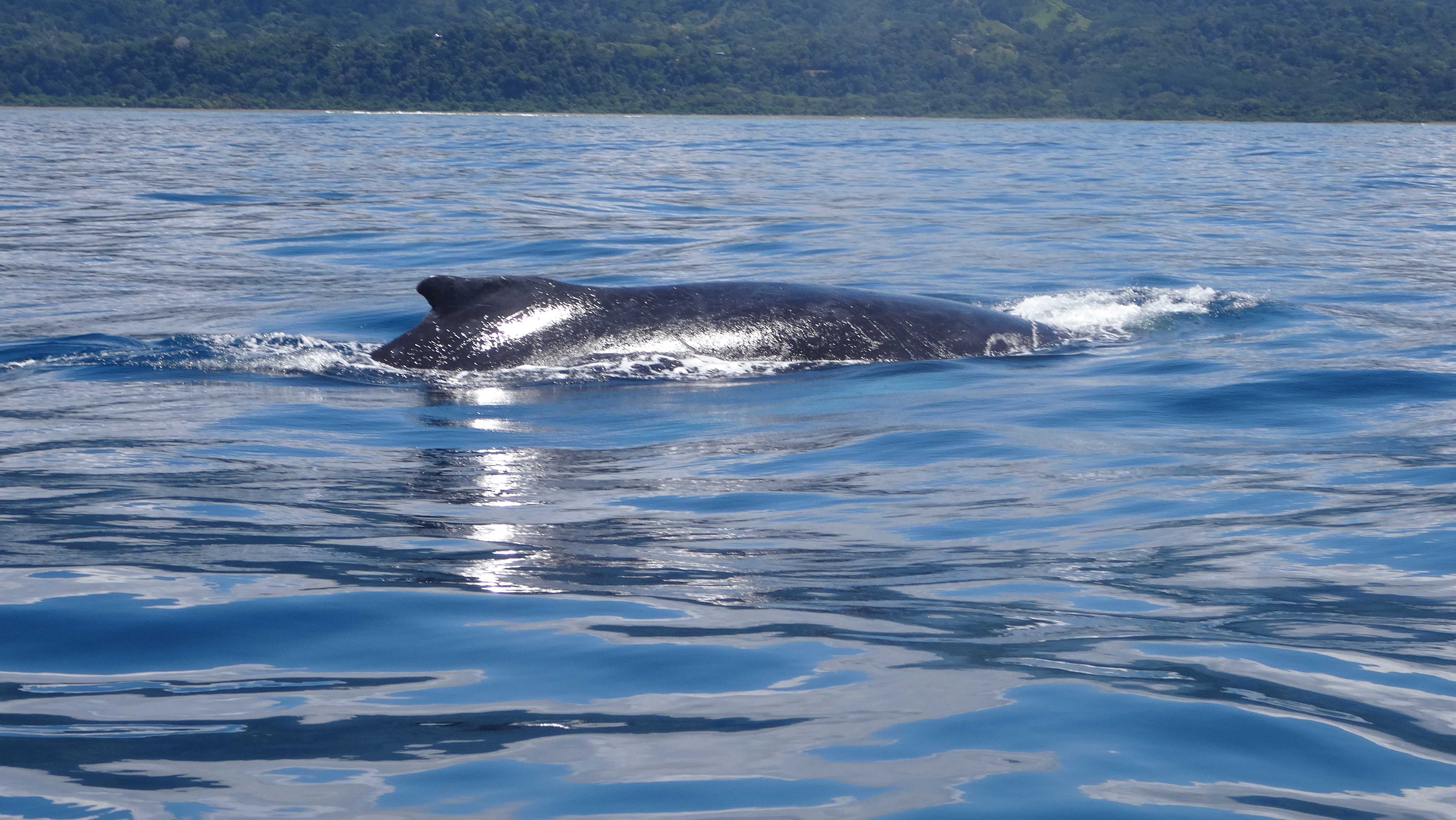 A whale surfacing to breathe