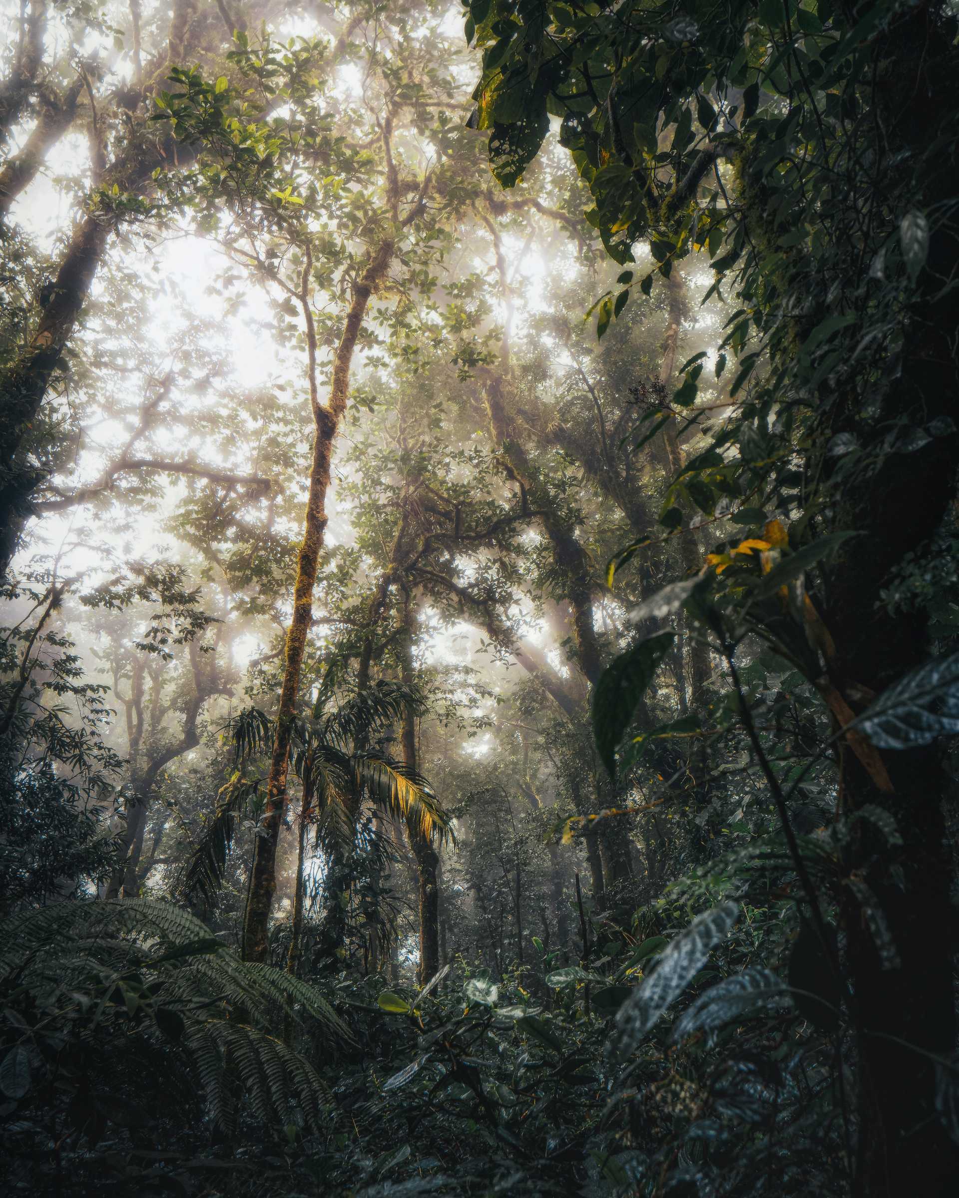 Tall trees of the rainforest