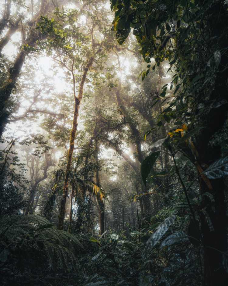 Why Chose Costa Rica Custom Trips why-chose-costa-rica-custom-trips