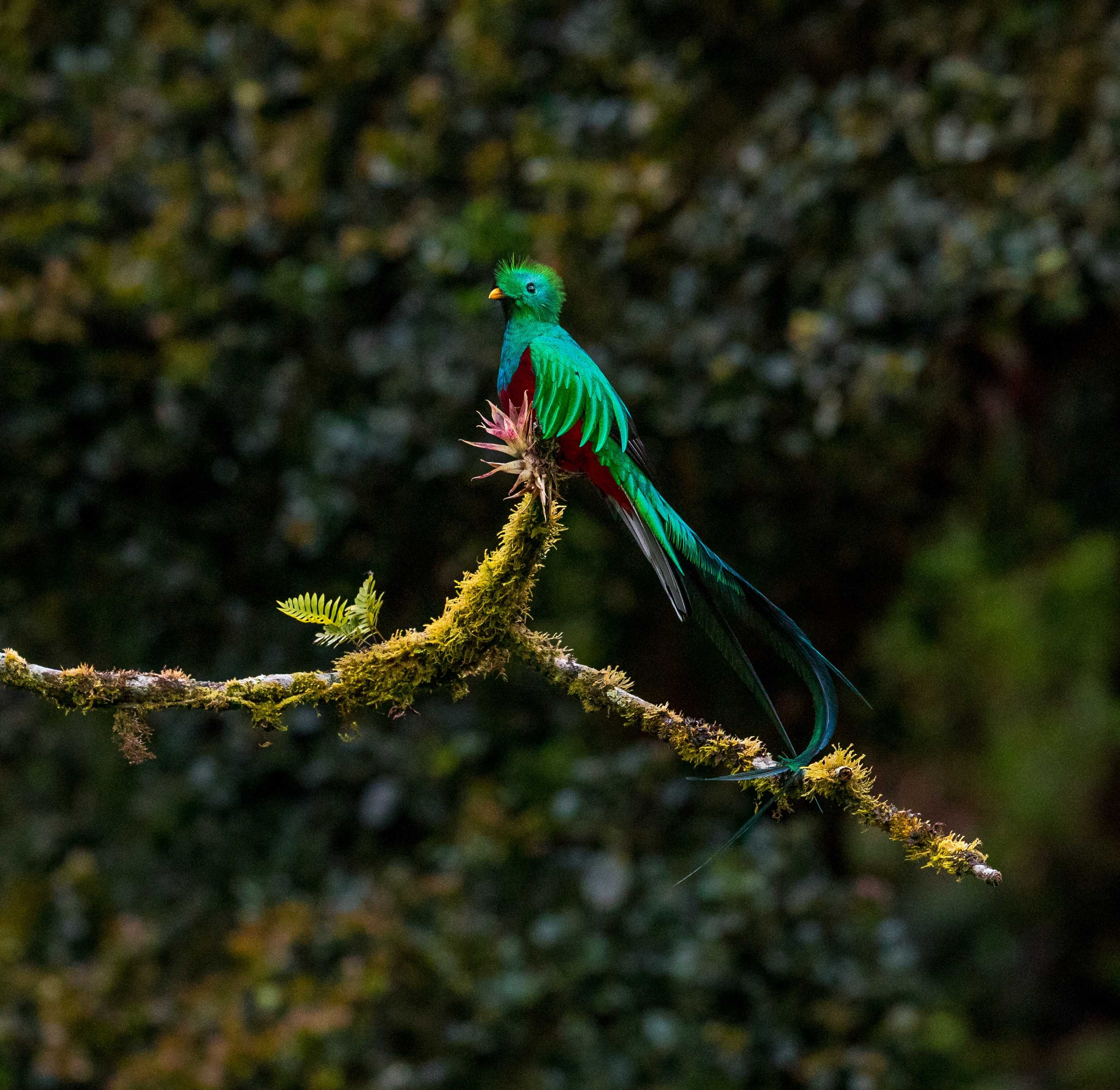 A quetzal bird standing on the branch of a tree